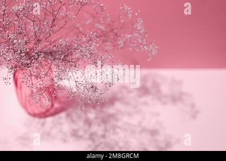 Branches of a dry fragile plant in a glass vase. Magenta background with copy space, light and shadow. Image toned in color of the year 2023. Stock Photo
