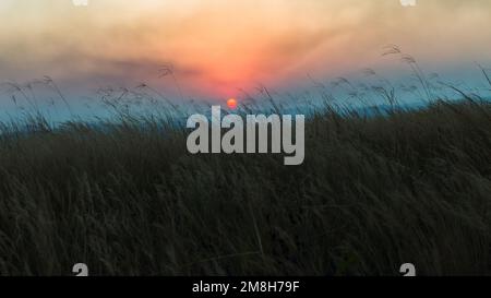 Grass field long dry plants sun setting or rising glowing planet red colors over the countryside landscape a scenic nature moment of contrasts. Stock Photo