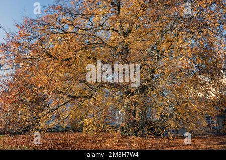 big city beech in autumn Stock Photo