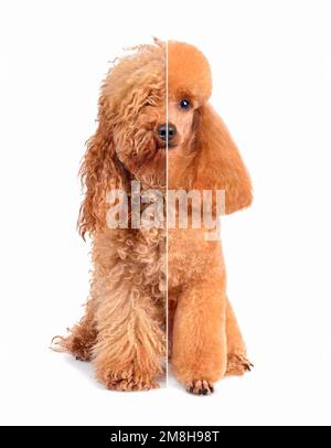 Apricot toy poodle before grooming isolated on a white background Stock Photo Alamy