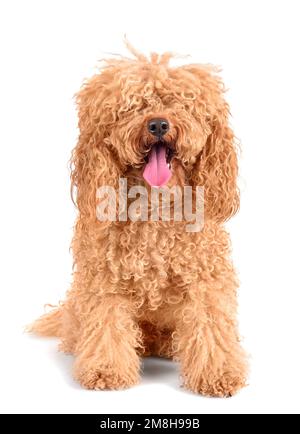 Groomed Toy Poodle posing on white background Stock Photo - Alamy