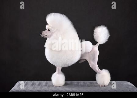 Beautiful white toy poodle in continental clip on black background Stock Photo