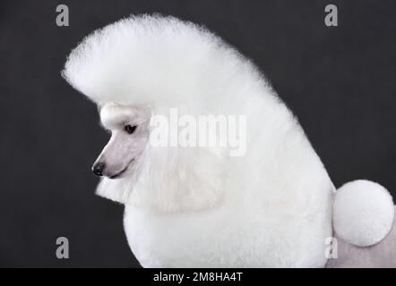 White toy poodle in continental clip standing on black background Stock Photo