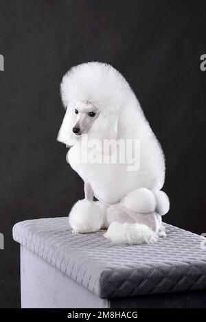 Sitting white toy poodle in continental clip on a black background Stock Photo