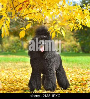 Standart black poodle standing on white backgraund Stock Photo - Alamy