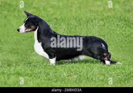 Funny Cardigan Welsh Corgi standing on green grass on a sunny day Stock Photo