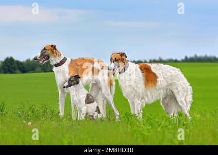 Three russian borzoi dogs standing on green field background Stock Photo