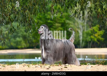 Beautiful Afghan Hound standing on a yellow sand background Stock Photo