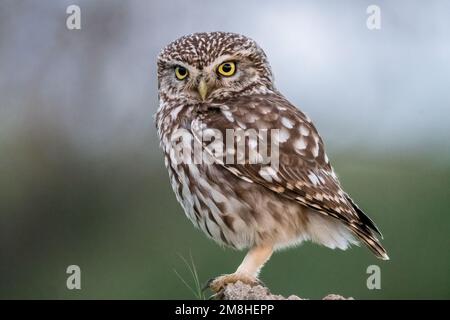 little owl, Athene noctua, perched on a rock. Montgai, Lleida, Catalonia, Spain Stock Photo