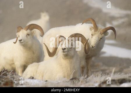 01989-003.06 Dall sheep (Ovis dalli) rams in fog in winter, Yukon   Canada Stock Photo