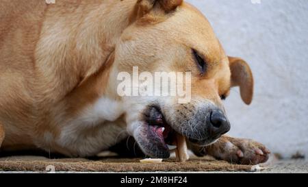 mix of staffy dog eats a bone close up image . Stock Photo