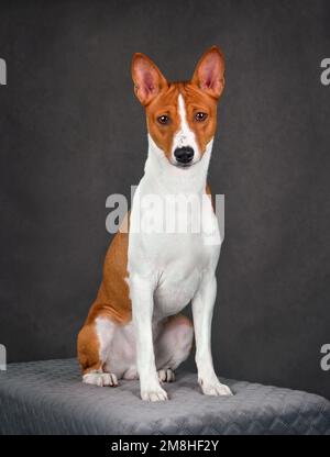 Albino basenji sales