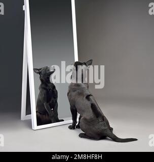 Surprised Thai Ridgeback puppy looking at mirror Stock Photo