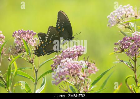 03029-01420 Spicebush Swallowtail Butterflies (Papilio troilus) male and female on Swamp Milkweed (Asclepias incarnata), Marion Co., IL Stock Photo