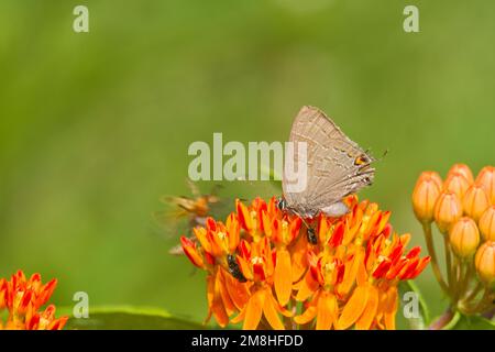 03159-00209 Banded Hairstreak butterfly (Satryium calanus) on Butterfly Milkweed (Asclepias tuberosa) Marion Co., IL Stock Photo