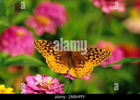 03322-009.09 Great Spangled Fritillary butterfly (Speyeria cybele) on Zinnia sp., Marion Co. IL Stock Photo