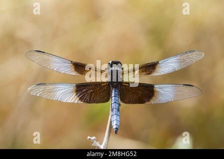 06622-00516 Widow Skimmer (Libellula luctosa) male Marion Co. IL Stock Photo