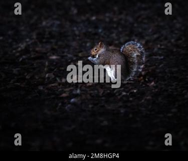 a lone squirrel eating some food it foraged from the forest floor in winter, Worthing, Stock Photo