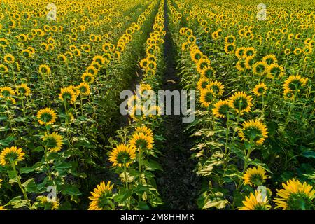 63801-15304 Aerial view of sunflower field Sam Parr State Park Jasper Co. IL Stock Photo