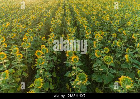 63801-16313 Aerial view of a Sunflower field at sunrise Jasper Co. IL Stock Photo