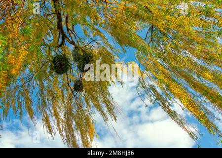 Beautiful blooming branches of willow tree with blue sky on background. Spring nature. Stock Photo