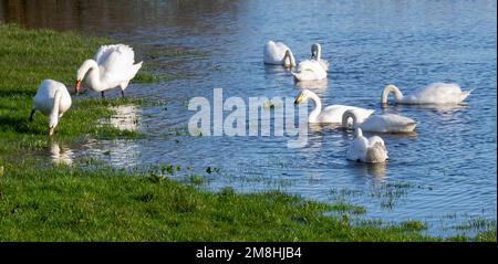 Whooper Swans  Cygnus cygnus in adult plumage feeding in flooded field. Stock Photo