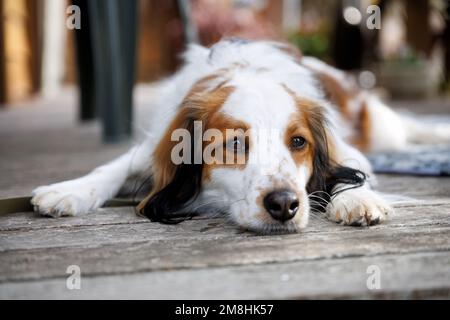 Purebred dog kooiker resting chin down on the wooden deck. Eyes close up. Stock Photo