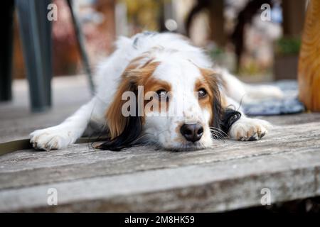 Purebred dog kooiker resting chin down on the wooden deck. Eyes close up. Stock Photo