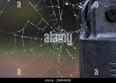 Cobweb with water droplets on the web Stock Photo