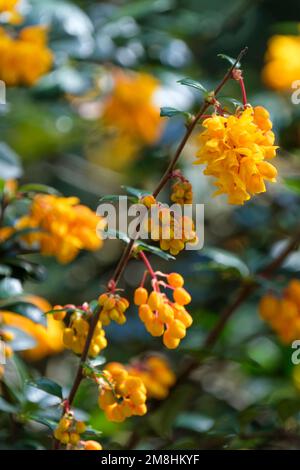 Berberis darwinii, Darwin's barberry, evergreen shrub, with drooping racemes of rich orange flowers Stock Photo