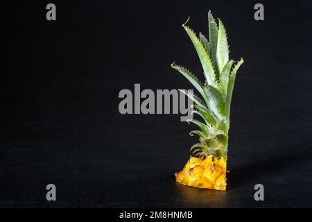 Ripe mini baby pineapple over dark background. Stock Photo