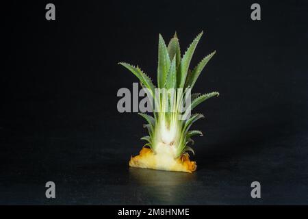 Ripe mini baby pineapple over dark background. Stock Photo