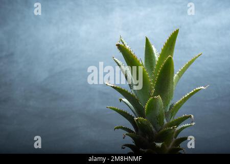 Ripe mini baby pineapple over dark background. Stock Photo