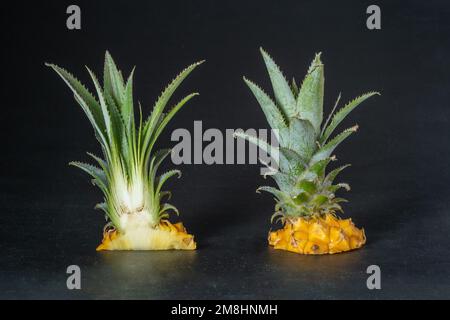Ripe mini baby pineapple over dark background. Stock Photo