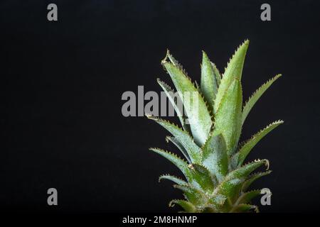 Ripe mini baby pineapple over dark background. Stock Photo