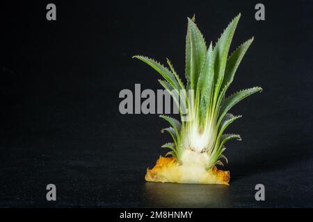Ripe mini baby pineapple over dark background. Stock Photo