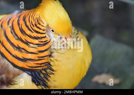 Beautiful Golden Pheasant native to China, close-up of face and head, showing concentric circles and yellow / gold crest. Stock Photo