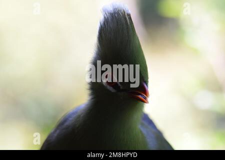 Gorgeous bird, symbolizing dignity, Permanent make-up enhances the orange ringed eye and red bill.   A majestic biird which can be raucous and clumsy. Stock Photo