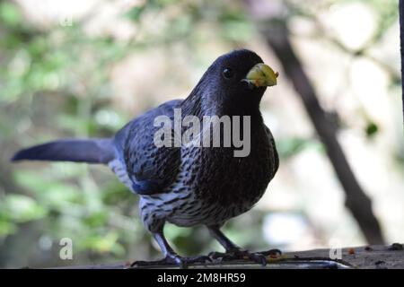 Western Grey Plantain Eater only eats fruit, seeds and vegetables Stock Photo