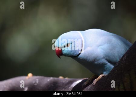 Blue Indian Ringneck parakeet, a colorful variation from the often green bird which is found in Europe, Singapore and South India. Stock Photo