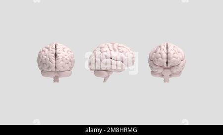 3D rendering of a brain, intelligence , thinking, inside of the head, anatomy. Multiple views of the brain. computer generated. Stock Photo