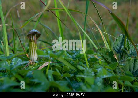 Close-up of a wild plant called candilejo, Arisarum vulgare, on the island of Mallorca, Spain Stock Photo