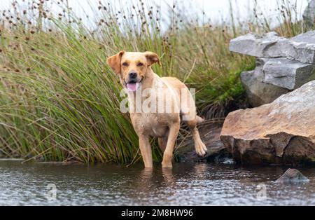 Working Golden Labrador in water whilst out working, Cumbria, UK. Stock Photo