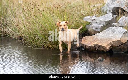 Working Golden Labrador in water whilst out working, Cumbria, UK. Stock Photo