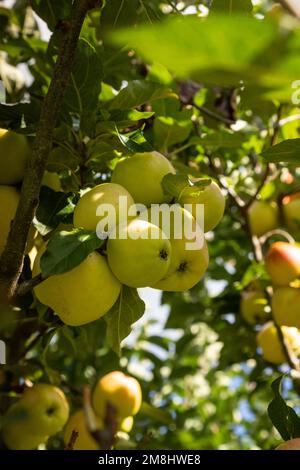 Apples ripening on the tree Stock Photo