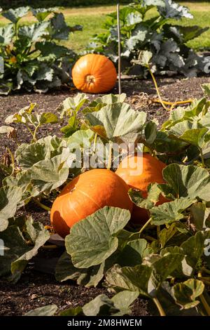 Ripe pumpkins in autumn Stock Photo