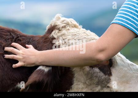 Woman giving a Hereford cow a tickle. Cumbria, UK Stock Photo - Alamy