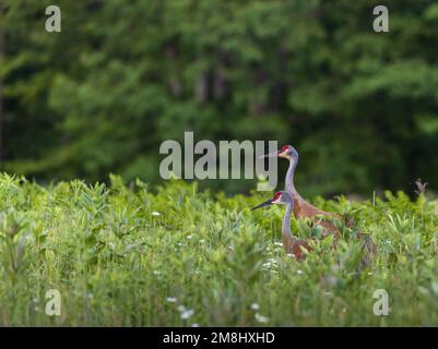 Sandhill cranes in northern Wisconsin. Stock Photo