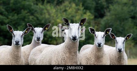 Flock of Traditional Blue Faced Leicester ewes, Scottish Borders, UK. Stock Photo