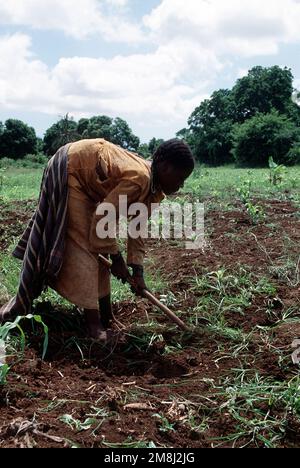 A Somali woman working in the fields in Kismayo. Subject Operation/Series: CONTINUE HOPE Base: Kismayo Country: Somalia (SOM)